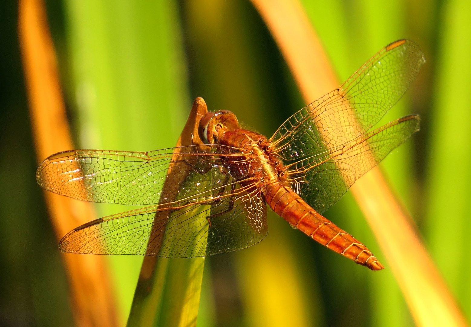 Feuerlibelle (Crocothemis erythraea), unausgefärbtes Männchen