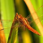 Feuerlibelle (Crocothemis erythraea), unausgefärbtes Männchen