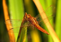 Feuerlibelle (Crocothemis erythraea), unausgefärbtes Männchen