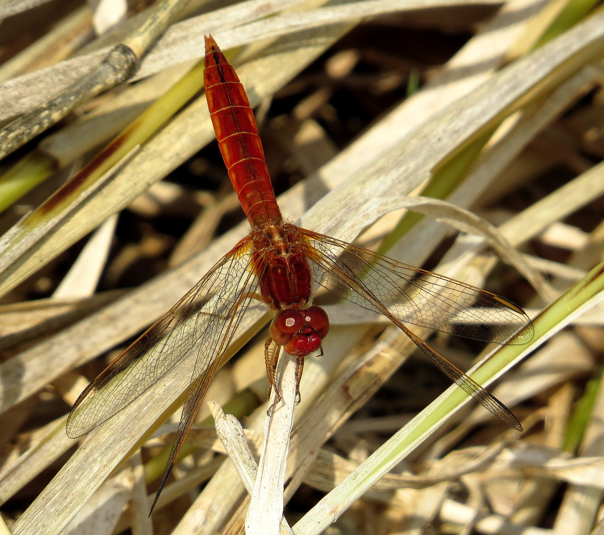 Feuerlibelle (Crocothemis erythraea), unausgefärbtes Männchen