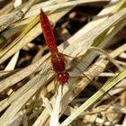 Feuerlibelle (Crocothemis erythraea), unausgefärbtes Männchen