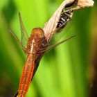 Feuerlibelle (Crocothemis erythraea), unausgefärbtes Männchen 