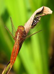 Feuerlibelle (Crocothemis erythraea), unausgefärbtes Männchen 