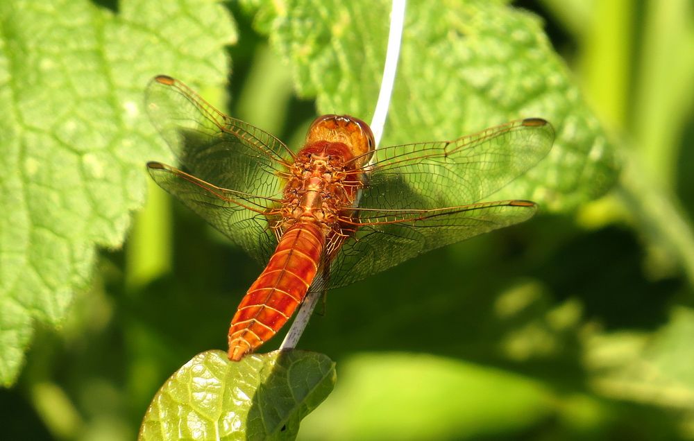 Feuerlibelle (Crocothemis erythraea), unausgefärbtes Männchen