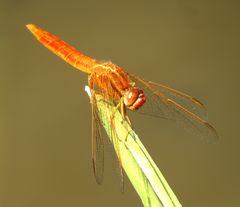 Feuerlibelle (Crocothemis erythraea), unausgefärbtes Männchen