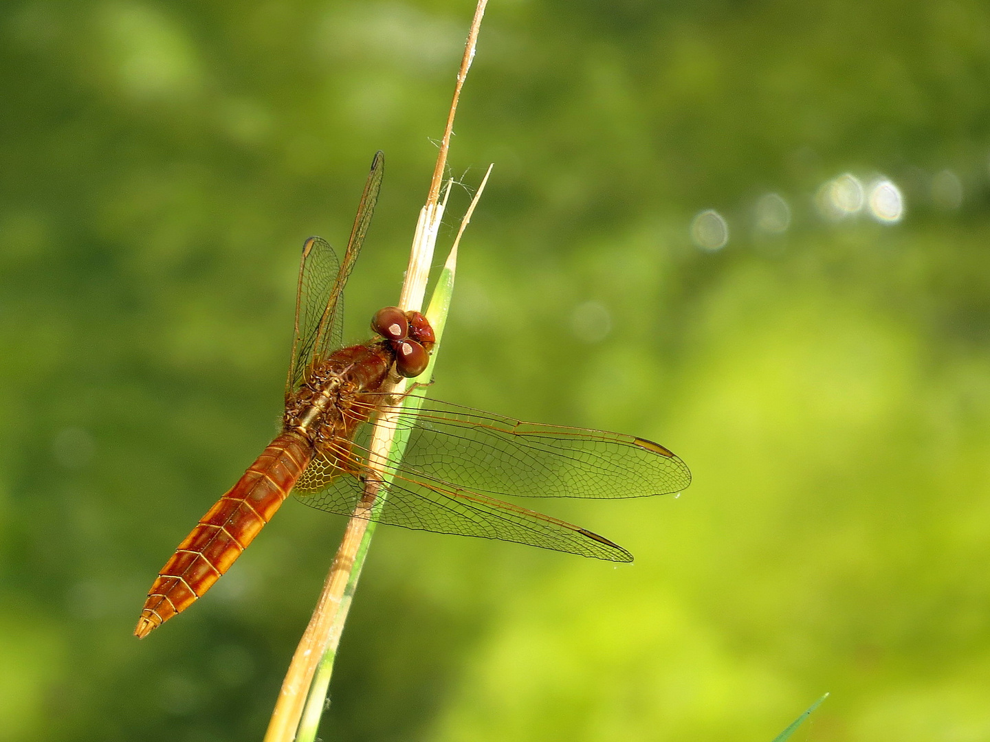 Feuerlibelle (Crocothemis erythraea), unausgefärbtes Männchen 