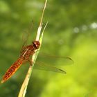 Feuerlibelle (Crocothemis erythraea), unausgefärbtes Männchen 