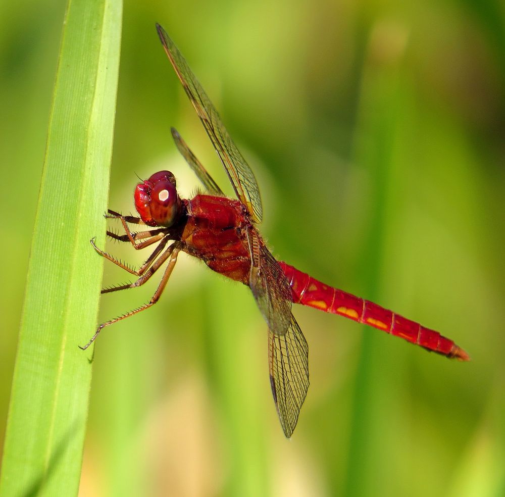 Feuerlibelle (Crocothemis erythraea), unausgefärbtes Männchen 