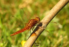 Feuerlibelle (Crocothemis erythraea), unausgefärbtes Männchen