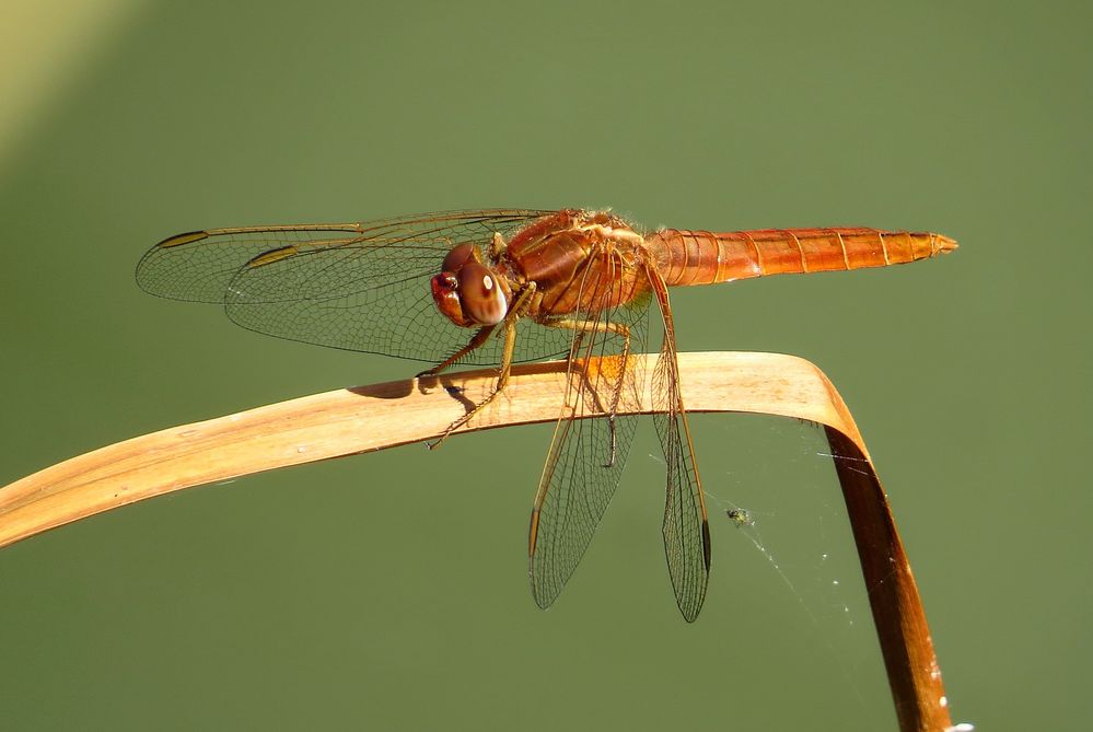 Feuerlibelle (Crocothemis erythraea), unausgefärbtes Männchen