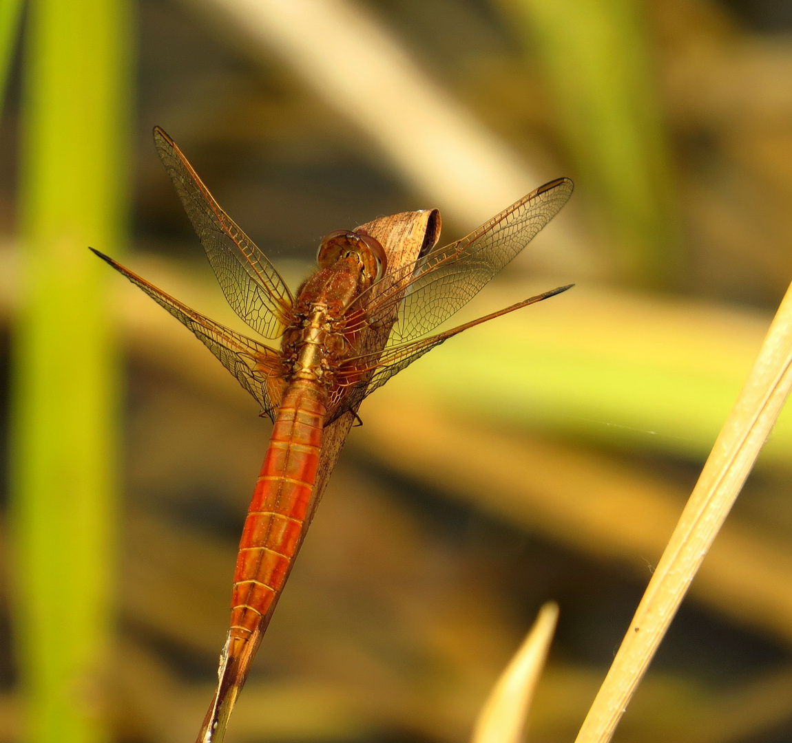 Feuerlibelle (Crocothemis erythraea), unausgefärbtes Männchen