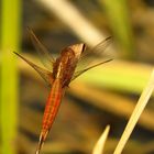 Feuerlibelle (Crocothemis erythraea), unausgefärbtes Männchen