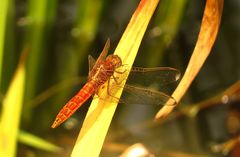 Feuerlibelle (Crocothemis erythraea), unausgefärbtes Männchen