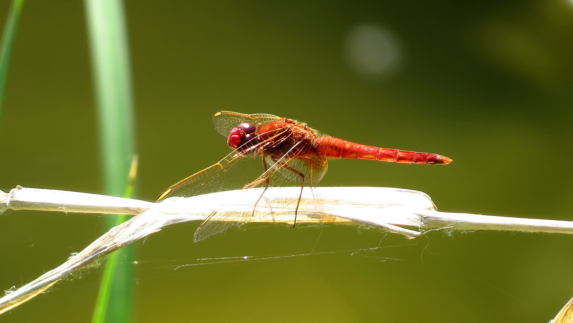 Feuerlibelle (Crocothemis erythraea), unausgefärbtes Männchen 