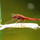 Feuerlibelle (Crocothemis erythraea), unausgefärbtes Männchen 