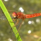 Feuerlibelle (Crocothemis erythraea), unausgefärbtes Männchen 