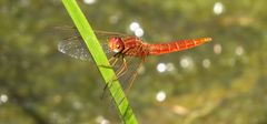 Feuerlibelle (Crocothemis erythraea), unausgefärbtes Männchen 