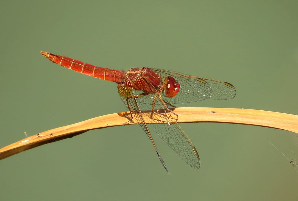 Feuerlibelle (Crocothemis erythraea), unausgefärbtes Männchen