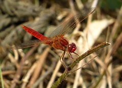 Feuerlibelle (Crocothemis erythraea), unausgefärbtes Männchen