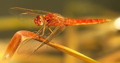 Feuerlibelle (Crocothemis erythraea), unausgefärbtes Männchen