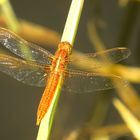 Feuerlibelle (Crocothemis erythraea), unausgefärbtes Männchen