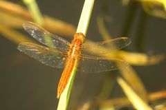 Feuerlibelle (Crocothemis erythraea), unausgefärbtes Männchen