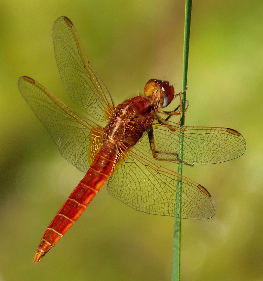 Feuerlibelle (Crocothemis erythraea), unausgefärbtes Männchen