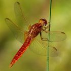 Feuerlibelle (Crocothemis erythraea), unausgefärbtes Männchen