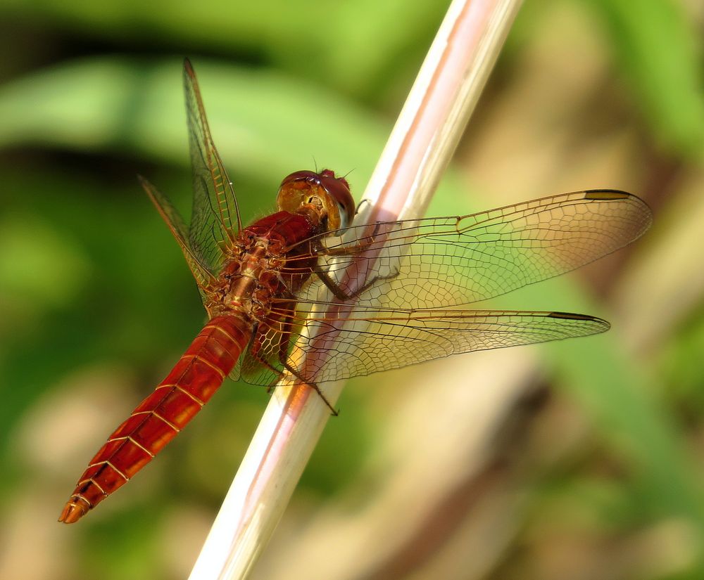 Feuerlibelle (Crocothemis erythraea), unausgefärbtes Männchen