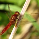 Feuerlibelle (Crocothemis erythraea), unausgefärbtes Männchen