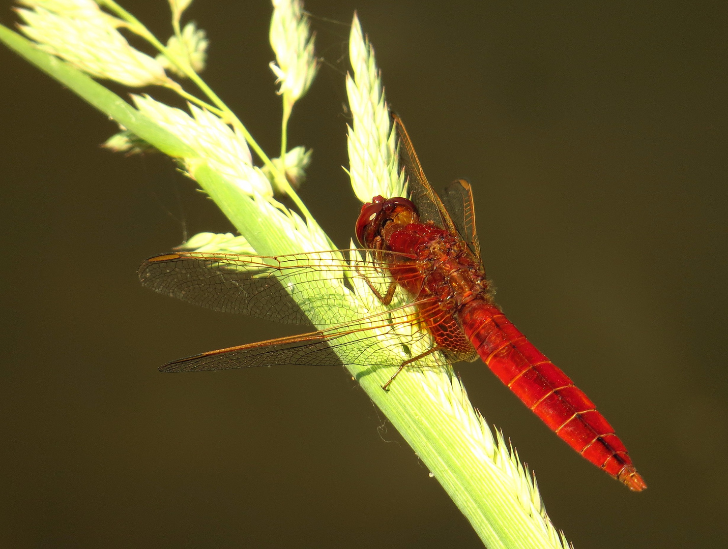 Feuerlibelle (Crocothemis erythraea), unausgefärbtes Männchen