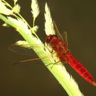 Feuerlibelle (Crocothemis erythraea), unausgefärbtes Männchen