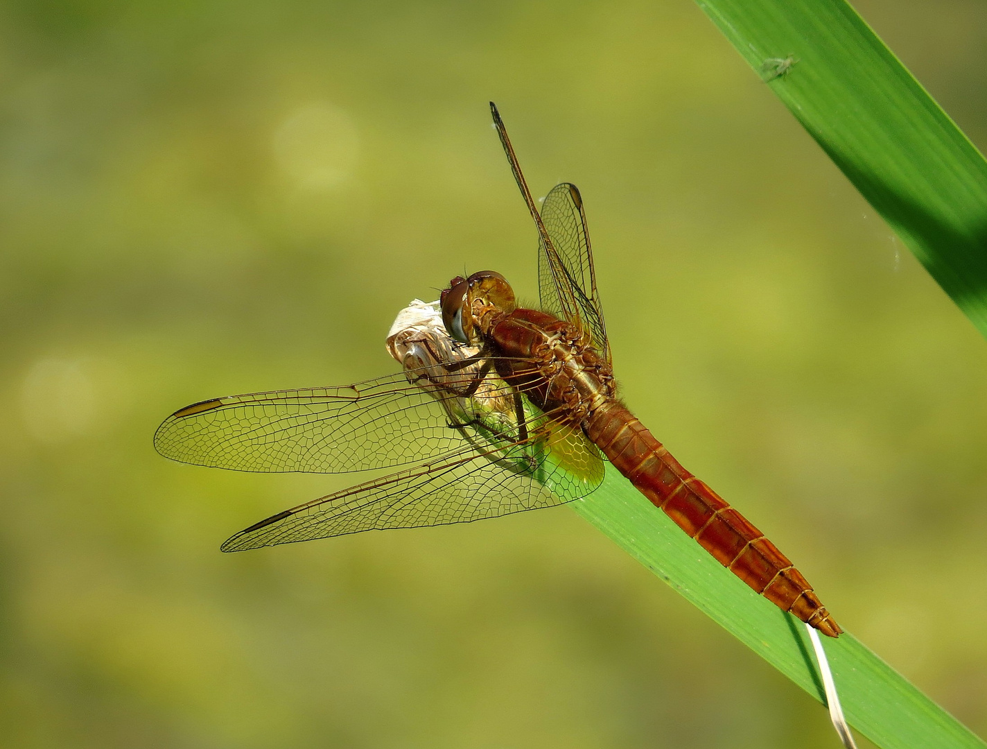 Feuerlibelle (Crocothemis erythraea), unausgefärbtes Männchen