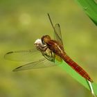 Feuerlibelle (Crocothemis erythraea), unausgefärbtes Männchen