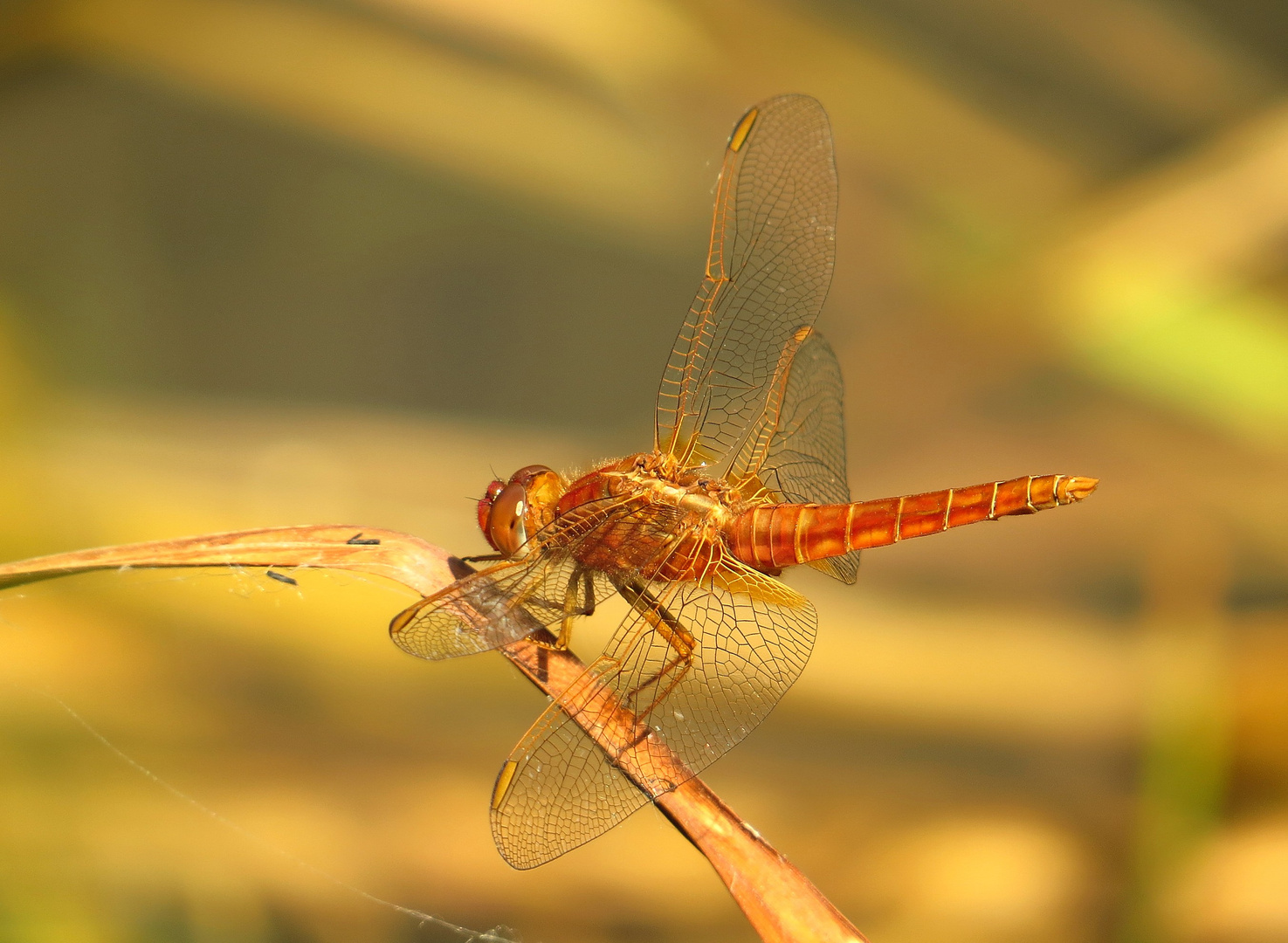 Feuerlibelle (Crocothemis erythraea), unausgefärbtes Männchen