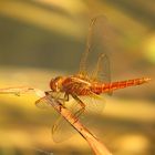 Feuerlibelle (Crocothemis erythraea), unausgefärbtes Männchen