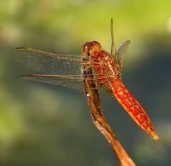 Feuerlibelle (Crocothemis erythraea), unausgefärbtes Männchen