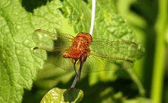 Feuerlibelle (Crocothemis erythraea), unausgefärbtes Männchen