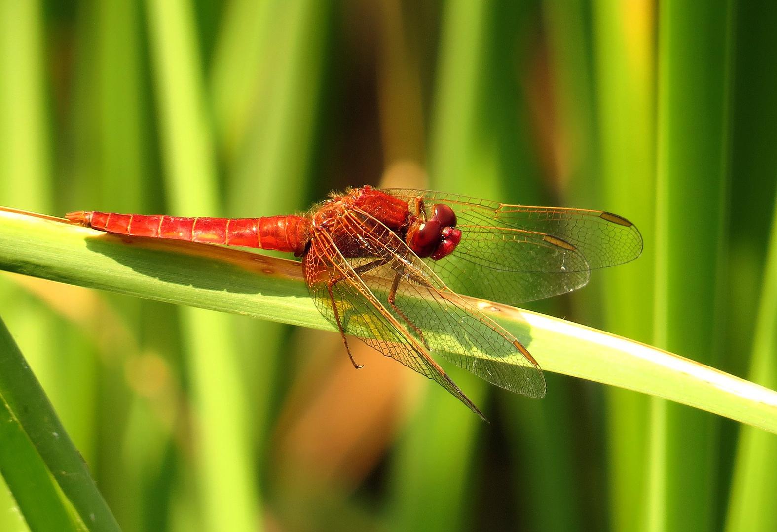 Feuerlibelle (Crocothemis erythraea), unausgefärbtes Männchen