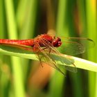 Feuerlibelle (Crocothemis erythraea), unausgefärbtes Männchen