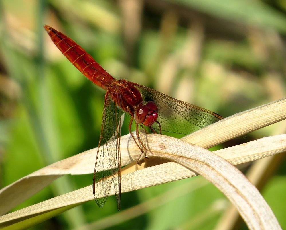 Feuerlibelle (Crocothemis erythraea), unausgefärbtes Männchen