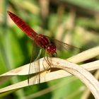 Feuerlibelle (Crocothemis erythraea), unausgefärbtes Männchen