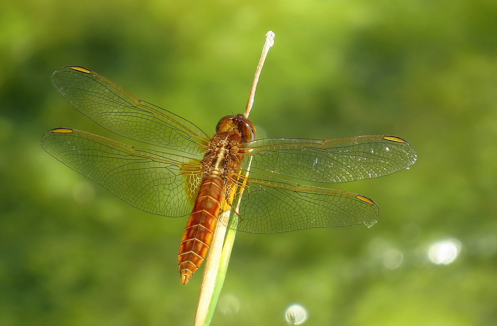 Feuerlibelle (Crocothemis erythraea), unausgefärbtes Männchen