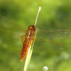 Feuerlibelle (Crocothemis erythraea), unausgefärbtes Männchen