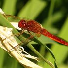 Feuerlibelle (Crocothemis erythraea), unausgefärbtes Männchen