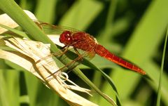 Feuerlibelle (Crocothemis erythraea), unausgefärbtes Männchen