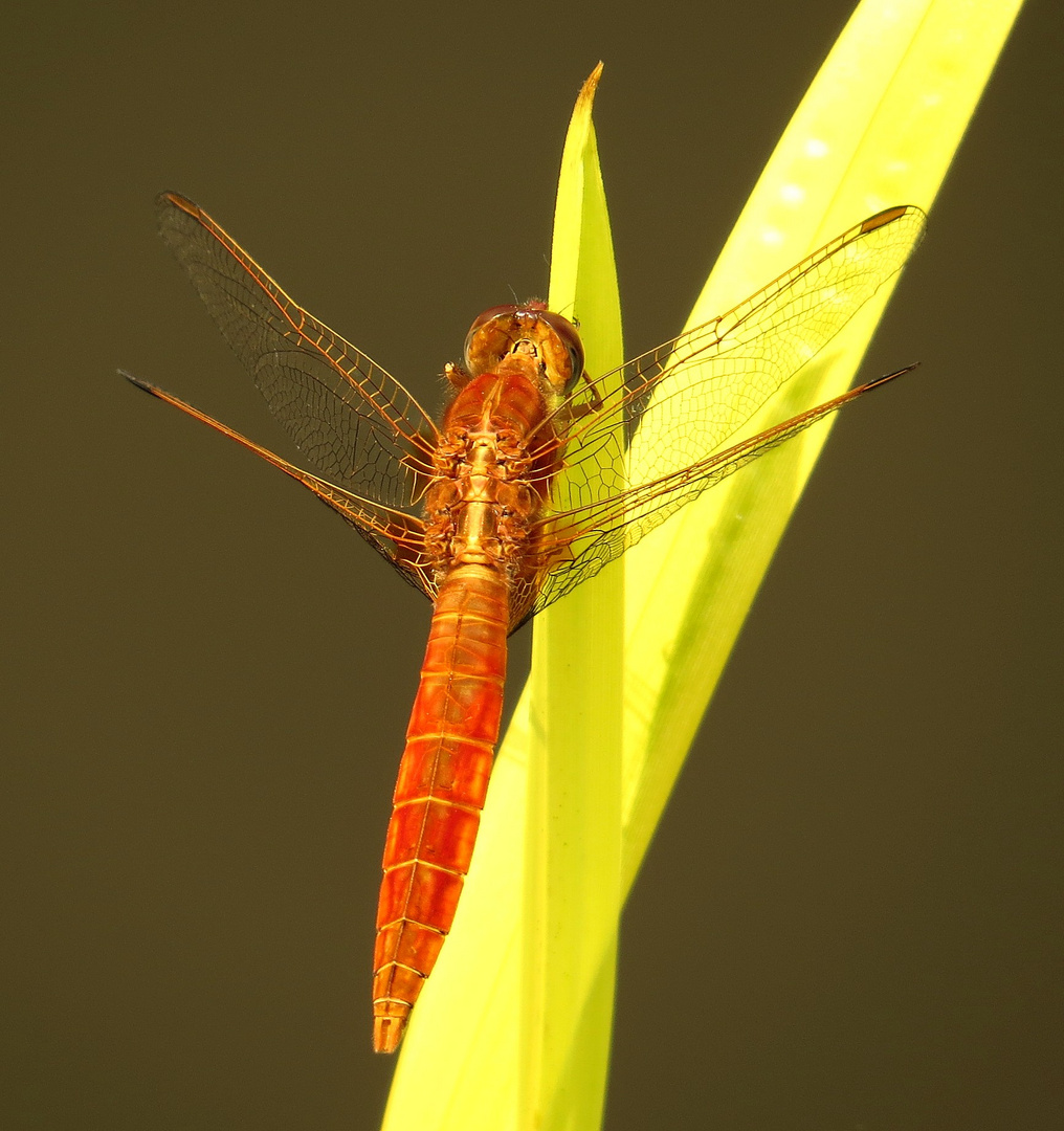 Feuerlibelle (Crocothemis erythraea), unausgefärbtes Männchen