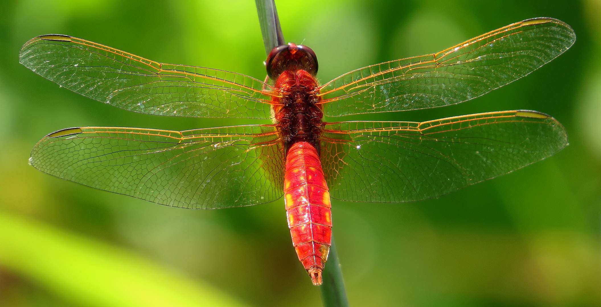 Feuerlibelle (Crocothemis erythraea), unausgefärbtes Männchen