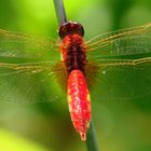 Feuerlibelle (Crocothemis erythraea), unausgefärbtes Männchen