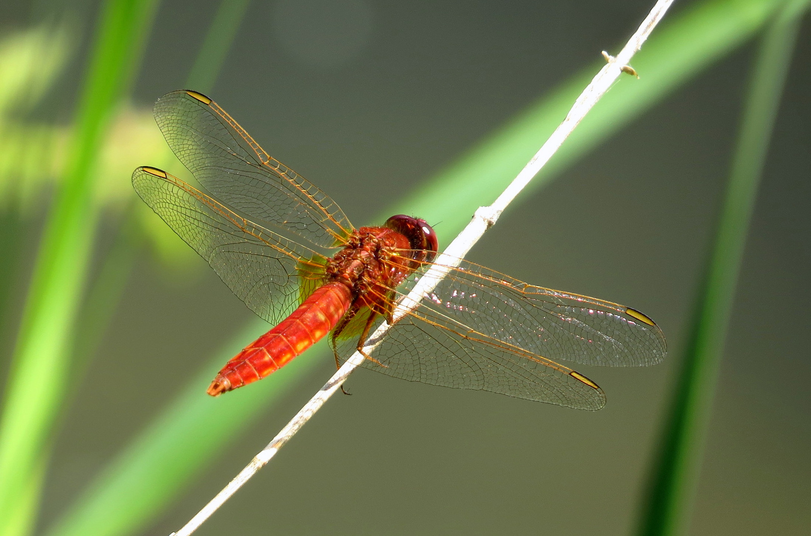 Feuerlibelle (Crocothemis erythraea), unausgefärbtes Männchen